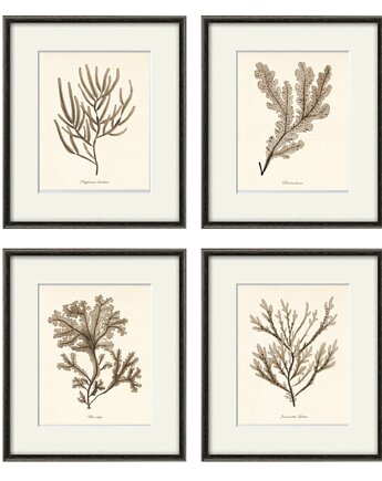 Zestaw 4 grafik przedstawiający wodorosty motywy morskie   z XIX w, Victorian wall art