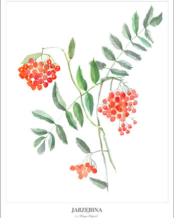 JARZĘBINA /ROWAN plakat/poster, wydruk cyfrowy, Margo Hupert