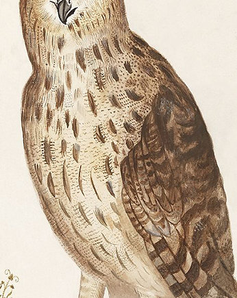 Sowa-ilustracja-vintage, Galeria LueLue