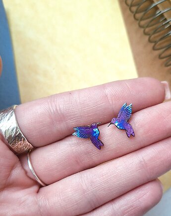 Koliberki malowane fioletowe, DWUKROOPEK