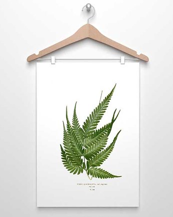 PAPROTKA paproć plakat  A4, A3, 30x40, botanika