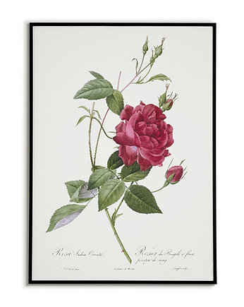 Rosa indica cruenta - Plakat botaniczny - Retro, Bajkowe Obrazki
