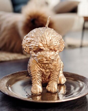 Złota świeca pies - uzdrawianie zwierząt, KEIT