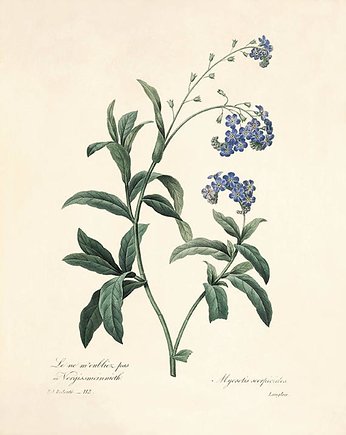 Rysunek niebieskie kwiaty grafika   prezent, Victorian wall art