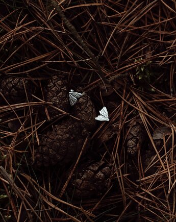 Kolczyki pozłacane Ćmy, Sielava