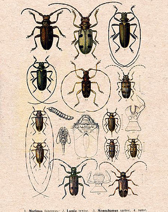 Plakat owady-rycina-z-ksiazki-xii, Galeria LueLue