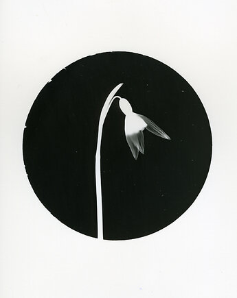 Przebiśnieg_1_, PAPER AND LIGHT