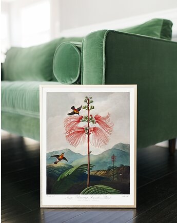 PLAKAT botaniczny, vintage rycina, kwiat egzotyczny, black dot studio