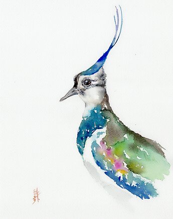 Oryginalna akwarela. Czajka, alquadro