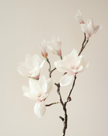 Papierowa gałąź magnolii, Bibula Blooms