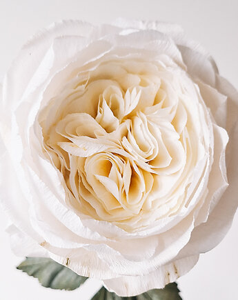 Realistyczna biała róża z papieru - jak żywa  na prezent i do dekoracji, DALVA