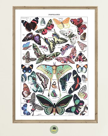 Plakat Edukacyjny Motyle Vintage 2 dla dzieci, Maja Montessori