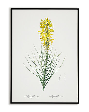Złotnica żółta - Plakat botaniczny - Retro, Bajkowe Obrazki
