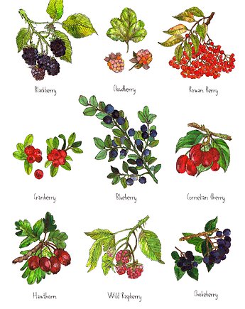 Owoce leśne- grafika na ścianę- ilustracja- las, BOSKE