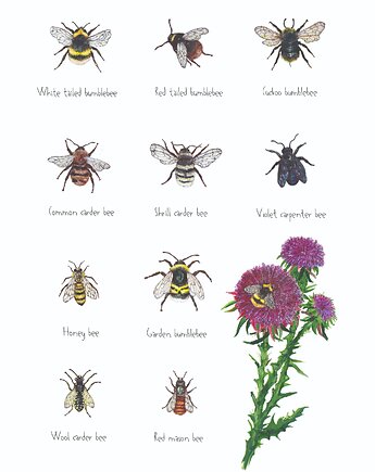 Pszczoły i trzmiele - grafika na ścianę- ilustracja- kwiaty, BOSKE