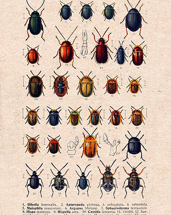 Plakat owady-rycina-z-ksiazki-v, Galeria LueLue
