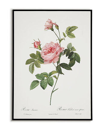 Rosa inermis - Plakat botaniczny - Retro, Bajkowe Obrazki