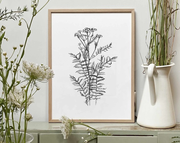 grafiki i ilustracje Wrotycz 30x40  - grafika botaniczna