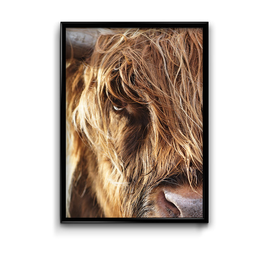 plakaty Plakat Highland Cow