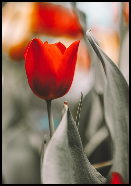 plakaty Plakat "Kwitnące tulipany"