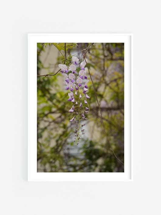 fotografia Zwisająca wisteria
