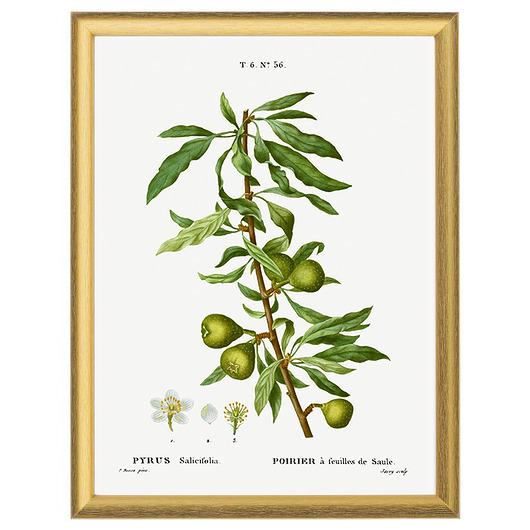 grafiki i ilustracje Botaniczne ilustracje - Małe gruszki