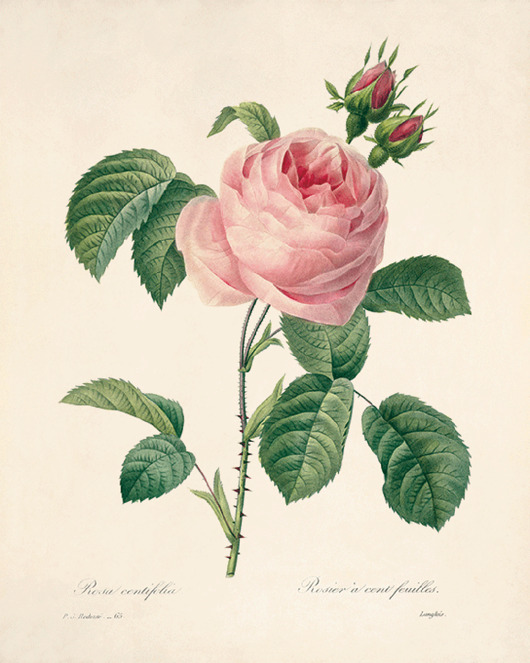 grafiki i ilustracje Róża stara Grafika  Rysunek kwiaty Ilustracja Druk Botaniczny prezent
