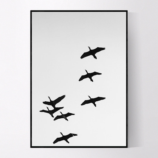 Plakat KORMORANY 50X70 CM MUKKO