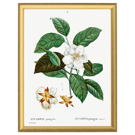 Botaniczne ilustracje - Stewartia White Rose Peonies 