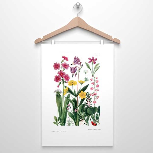 KWIATY GÓRSKIE  IV plakat  A4 botanika