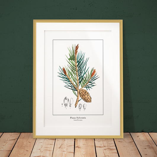 Plakat botaniczny Sosna Zwyczajna - gałązka trochę na ścianę
