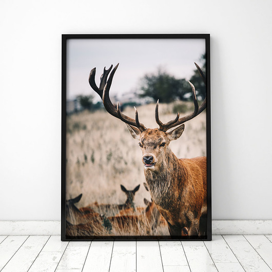 Plakat Jeleń 4 COLORMINT