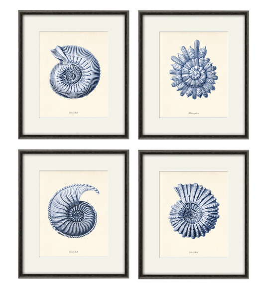 grafiki i ilustracje Zestaw 4 grafik  koralowiec reprodukcja morskie  plakaty muszle niebieskie