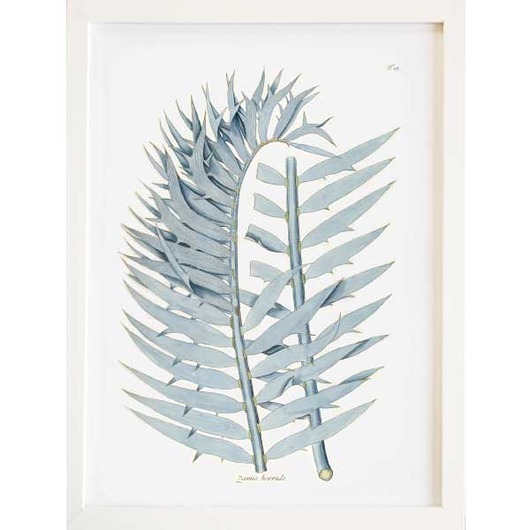 PLAKAT A3 - ilustracja botaniczna botanika