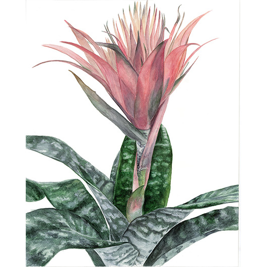 grafiki i ilustracje Fasciata