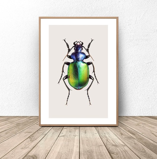 plakaty Plakat na ścianę z kolorowym żukiem 50x70 (500mm x 700mm)