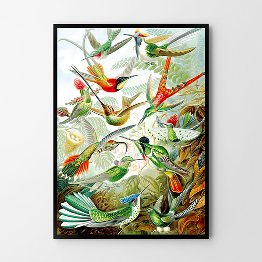 Rajskie ptaki 50x70 cm - plakat B2 HOG STUDIO
