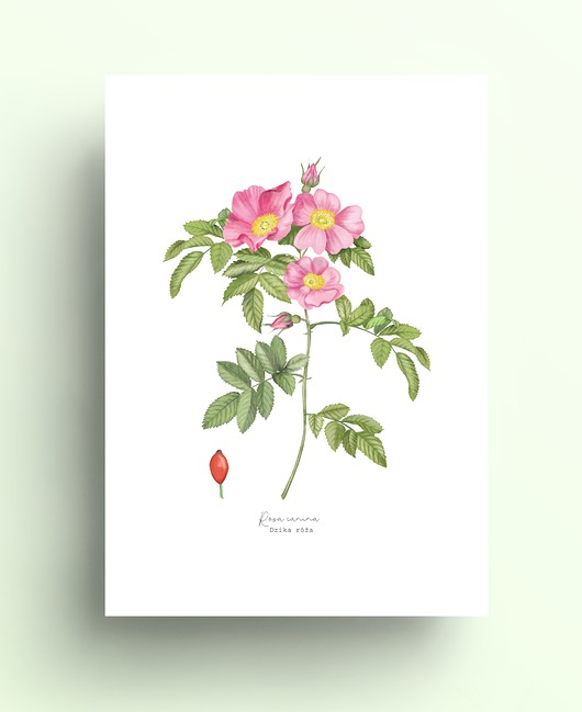 grafiki i ilustracje Dzika róża