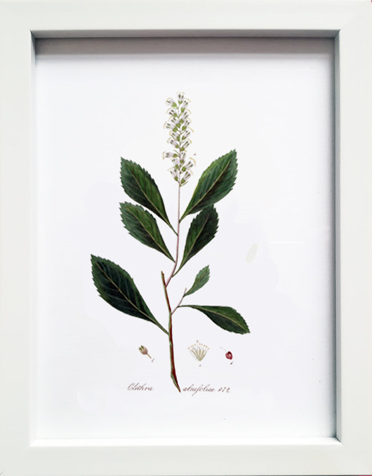 plakaty Plakat obrazek w ramce A5 ZIELNIK, orszelina
