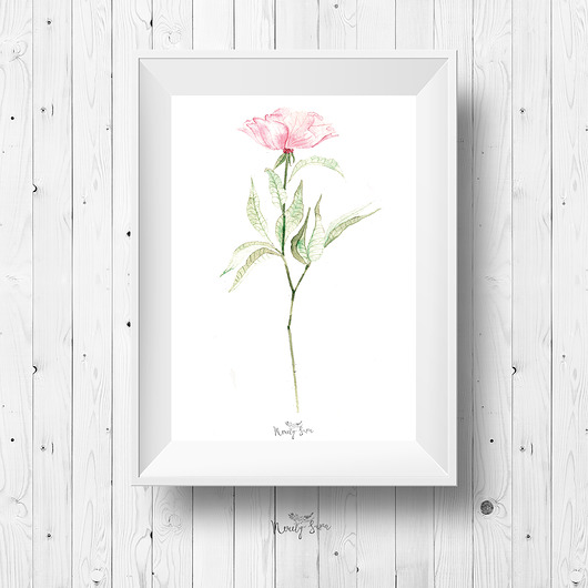 Plakat botaniczny A4  - Kwiatek różowy Merely Susan