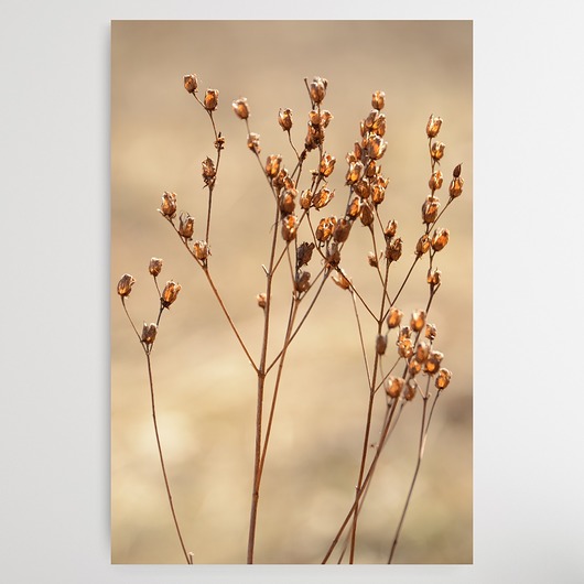 fotografia Przedwiosnie - foto obraz - plakat 30x40cm