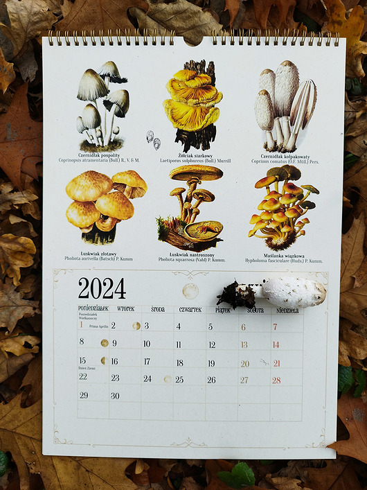 kalendarze i plannery Kalendarz z grzybami MYKOTERAPIA 2024 Z OPISEM GRZYBÓW A3 grzyby