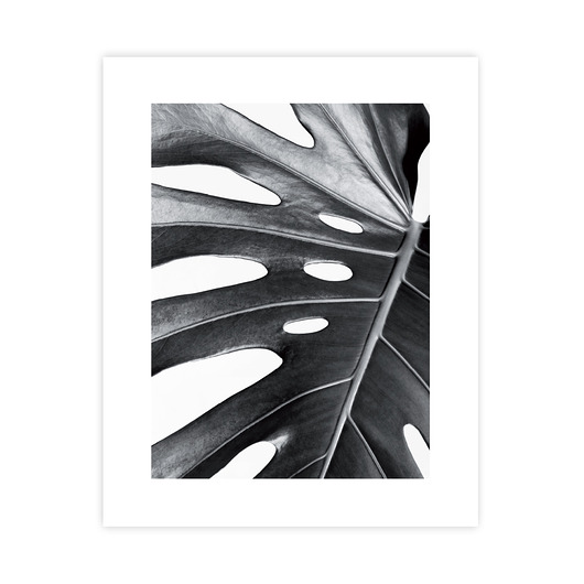 plakaty Monstera Plakat