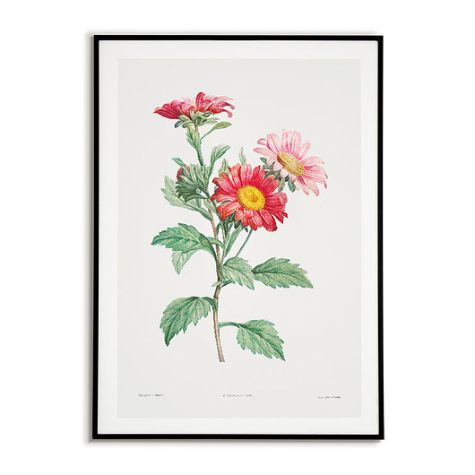 Plakat botaniczny Czerwony Aster - Kwiat Retro Bajkowe Obrazki