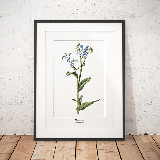 Plakat botaniczny Niezapominajka trochę na ścianę