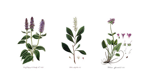 Ilustracja dla Julii botanika