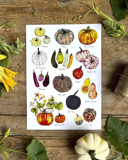 grafiki i ilustracje Dynie- Bakłażany- Grafika na ścianę- Ilustracja- Ogród jesienny