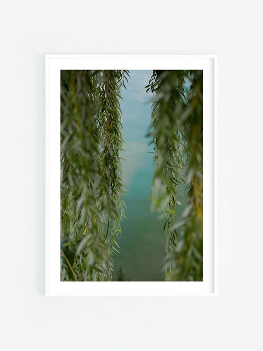 fotografia Liście