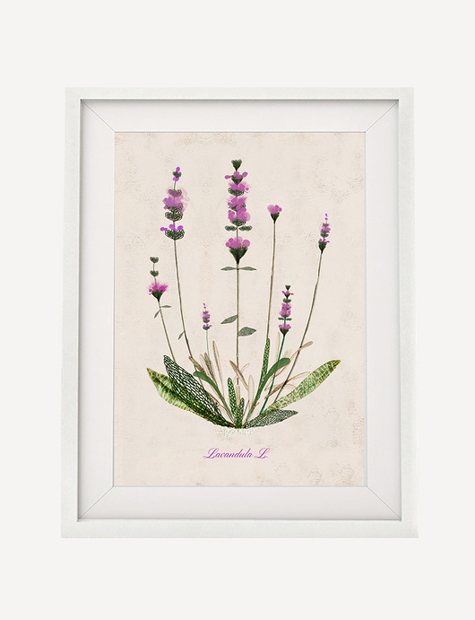 Lawenda plakat botaniczny A4 Anita Tomala