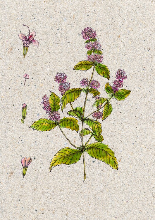 Mieta BOSKE